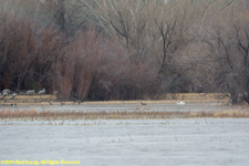 tundra swan